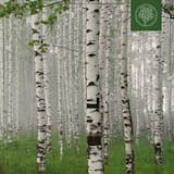 Silver Birch