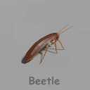 Beetle