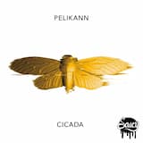 Cicada