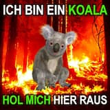 Ich bin ein Koala hol mich hier raus