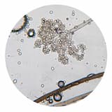 No. 3: Mildew (Winter Son Awoken Ground remix)