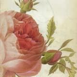 Viridarium Chemicum: Gathering Rosebuds on a Dewy Meadow in the Glorious Morning