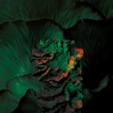 Voce (Brigade remix)