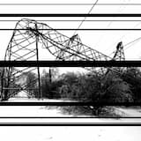 Bird Tuner/Piano Detuner