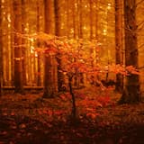 The Blinding Golden Glow