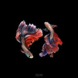 メッセンジャーRNA