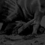 Tabuh Langit Tanduk Jawara (Slo-Mo Diskotek version)