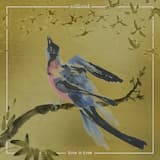 Black Feather / Silent Spring