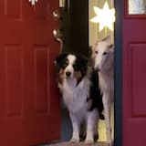 pretty stupid lol (77)