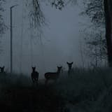 I’ve Always Been Here