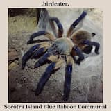 Blue Spinnerets, Black Fangs