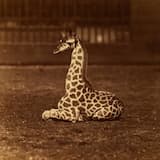 Mon Enfant Est Bizarre