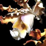 Recorded Live 7 May 2005