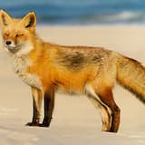 Ice Ice Tik Tok (Ke$ha vs. Vanilla Ice)