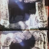 Soil Killed The Cane