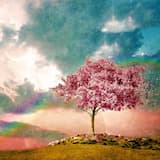 The Pink Fields (Evening Star Cover)