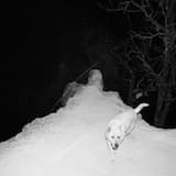 No Dogs Go to Heaven