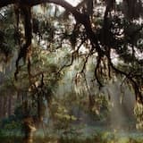 Enchanted Forest of Weeping Willows