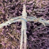 The Windmills of Norfolk