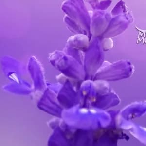 Meditation Music Zone avatar