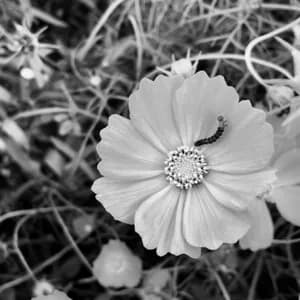 やちよゆゆ avatar