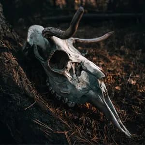 Ofdrykkja avatar