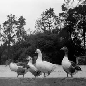 Respuestas Negativas avatar