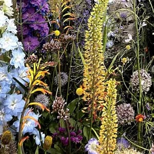 Chinatown Slalom avatar