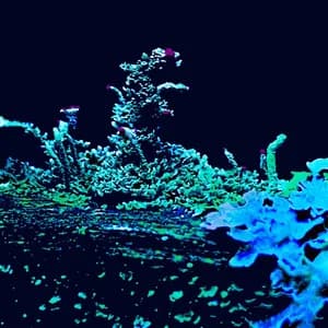 Surface Broadcast avatar