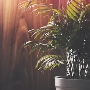 Ambient Endeavors avatar