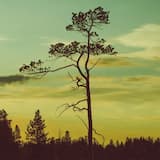 Desde la Espesura (Lado B)