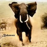 Japannese-Afrikaanse